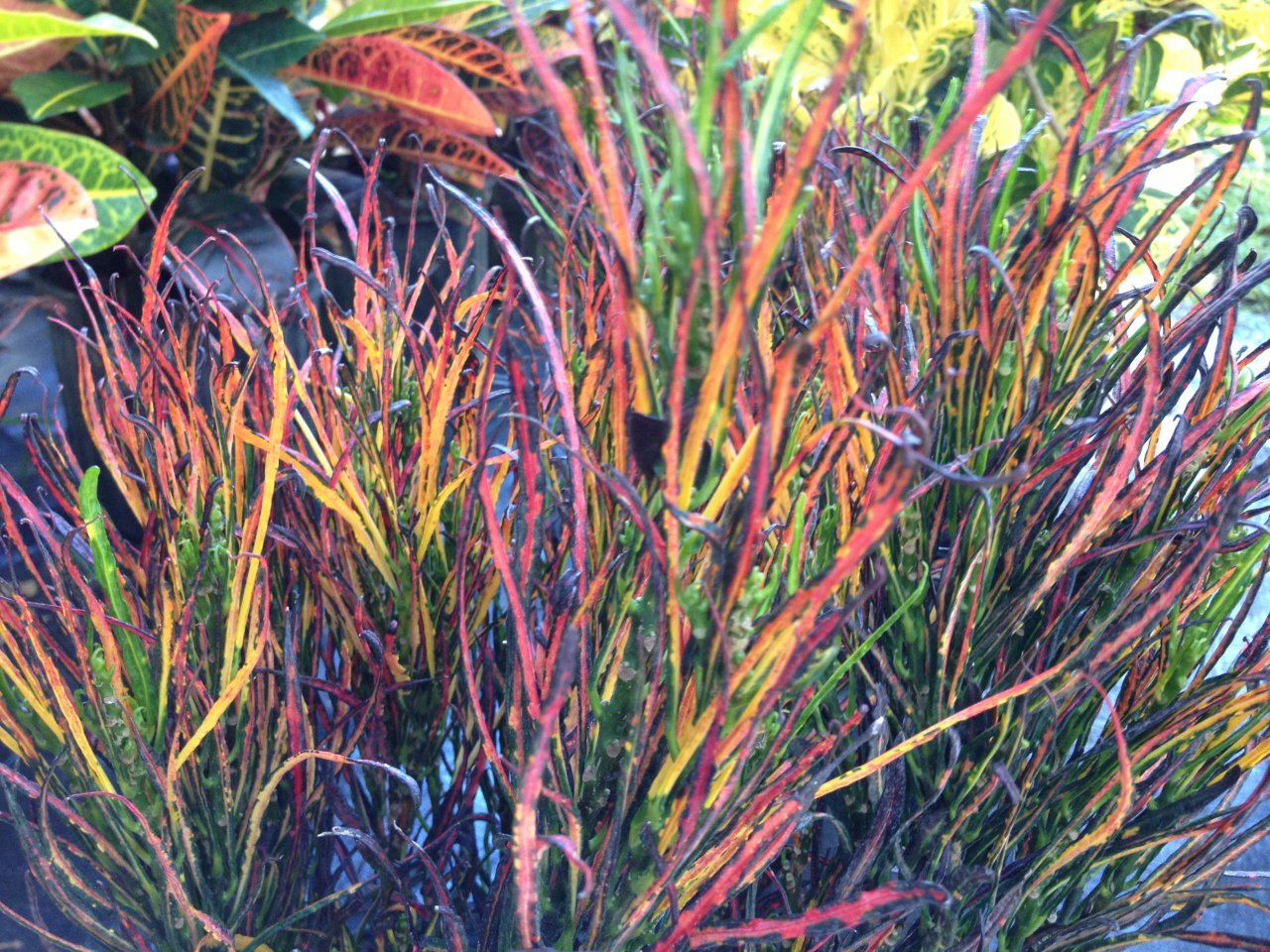 Picasso's Paintbrush 2 varieties Palmpedia Forum