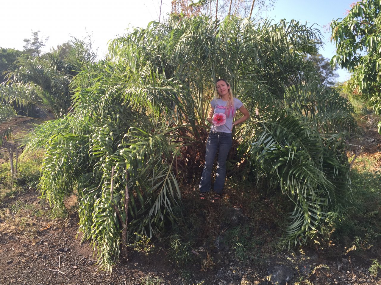 Allagoptera.JPG Allagoptera.JPG