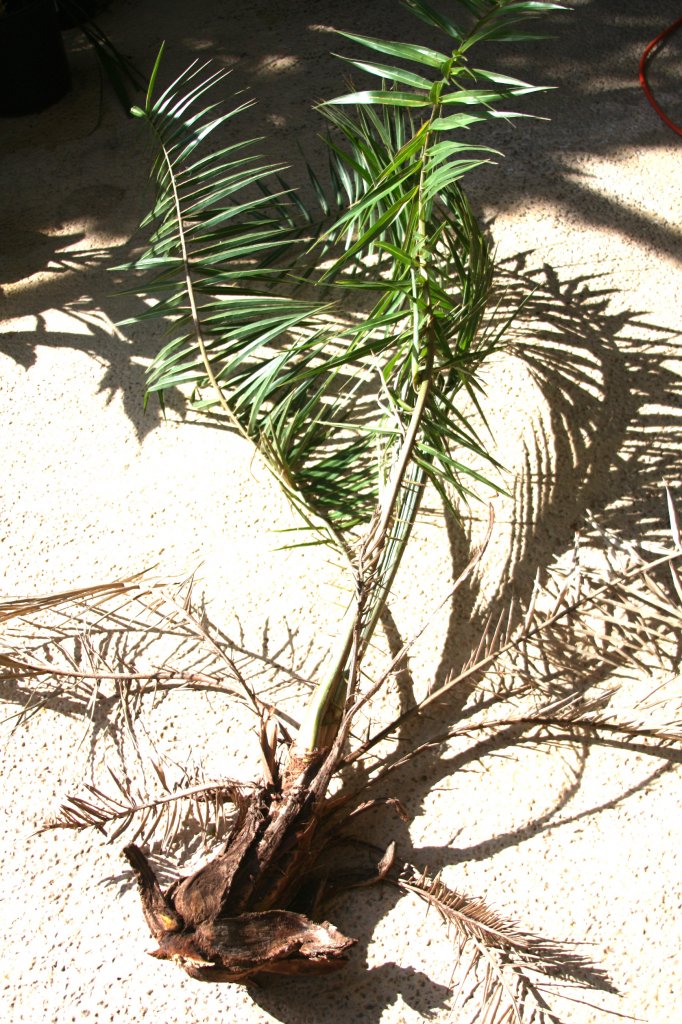 pizap.com14517627238481.jpg pizap.com14517627238481.jpg