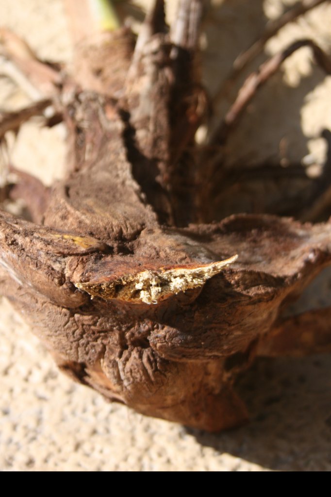 pizap.com14517628204191.jpg pizap.com14517628204191.jpg