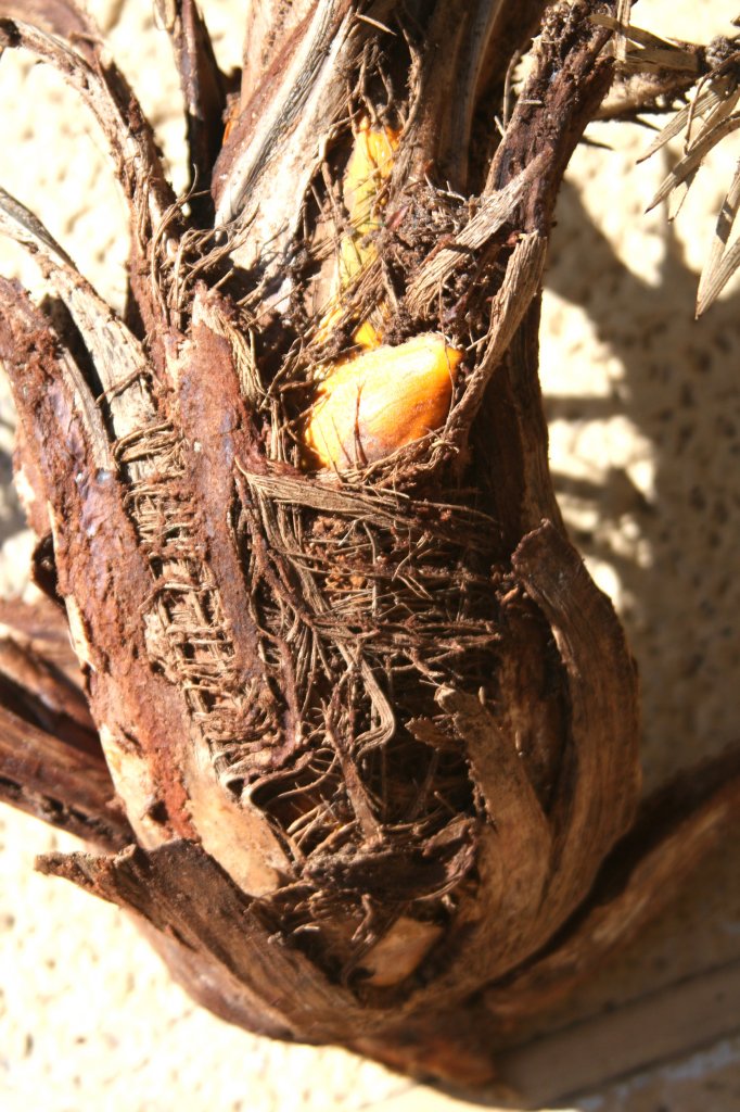 pizap.com14517629225101.jpg pizap.com14517629225101.jpg