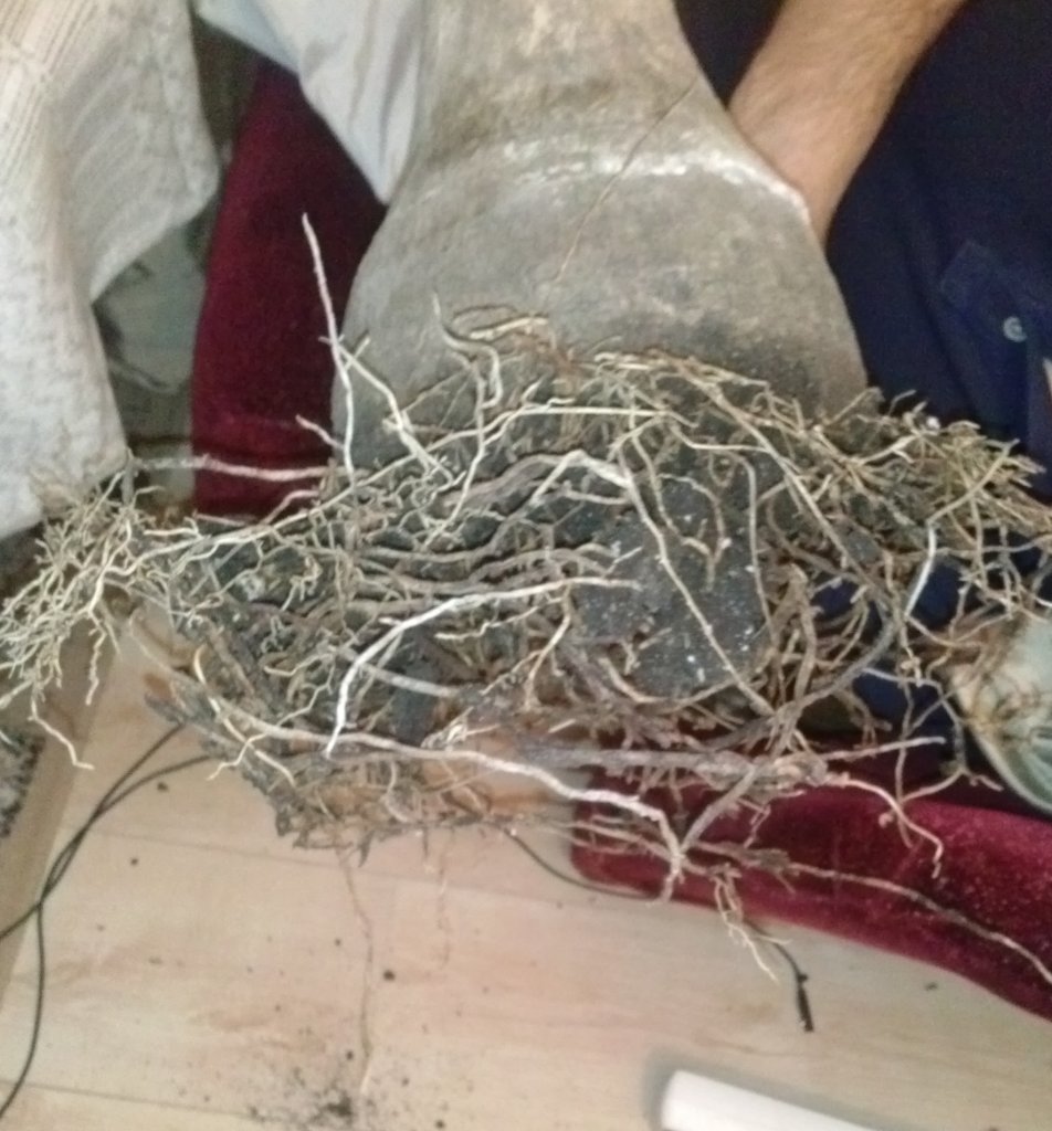 saknys.jpg saknys.jpg