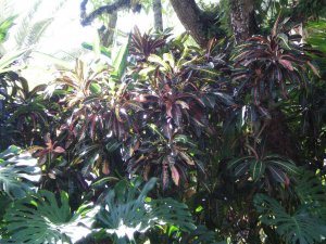 Croton Coral Gables 002.jpg