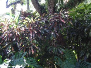 Croton Coral Gables 001.jpg
