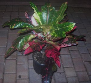 crotons 001.jpg
