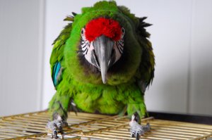 beezer-with-ruffled-feathers.jpg