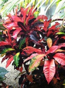 croton3.jpg
