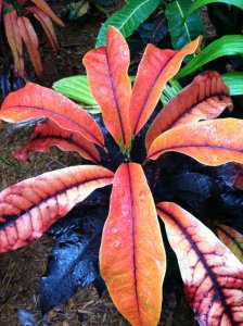 croton2.jpg