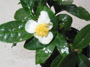 IMG_1143.jpg