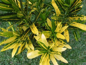 IMG_1229.jpg