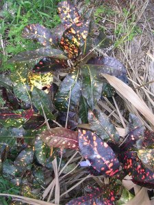 Christian's Landscape.jpg