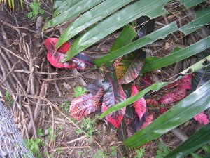 Baron Rothschild.jpg