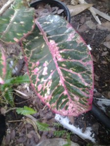 20140705_084112.jpg