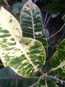 20140705_084121.jpg