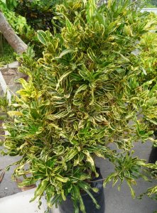 Yellow Mammey (1).JPG