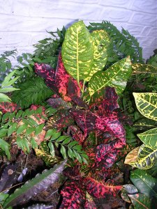 AAA Rudy Bachman.jpg