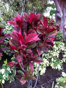 Codiaeum_Taiwan (after Planting in Ground).jpg