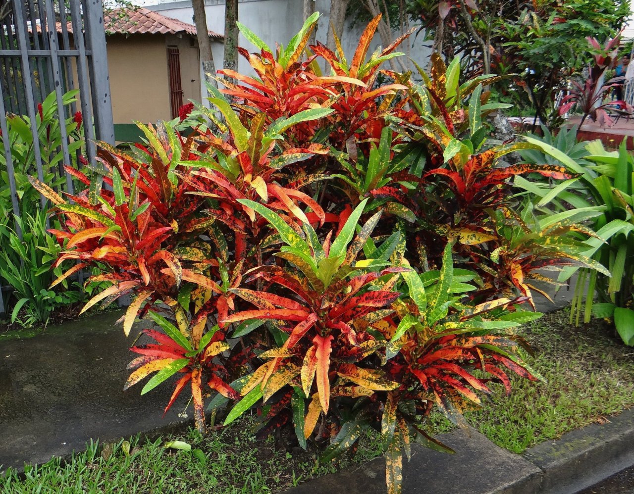 06 DAYSPRING- CURBSIDE GARDEN.JPG