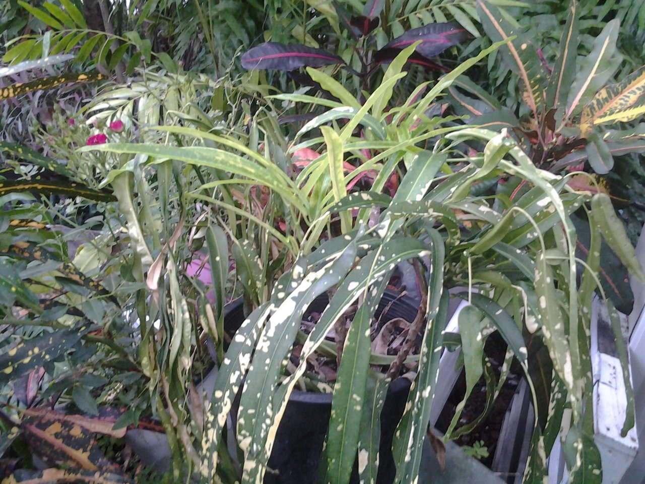 20140705_084256.jpg