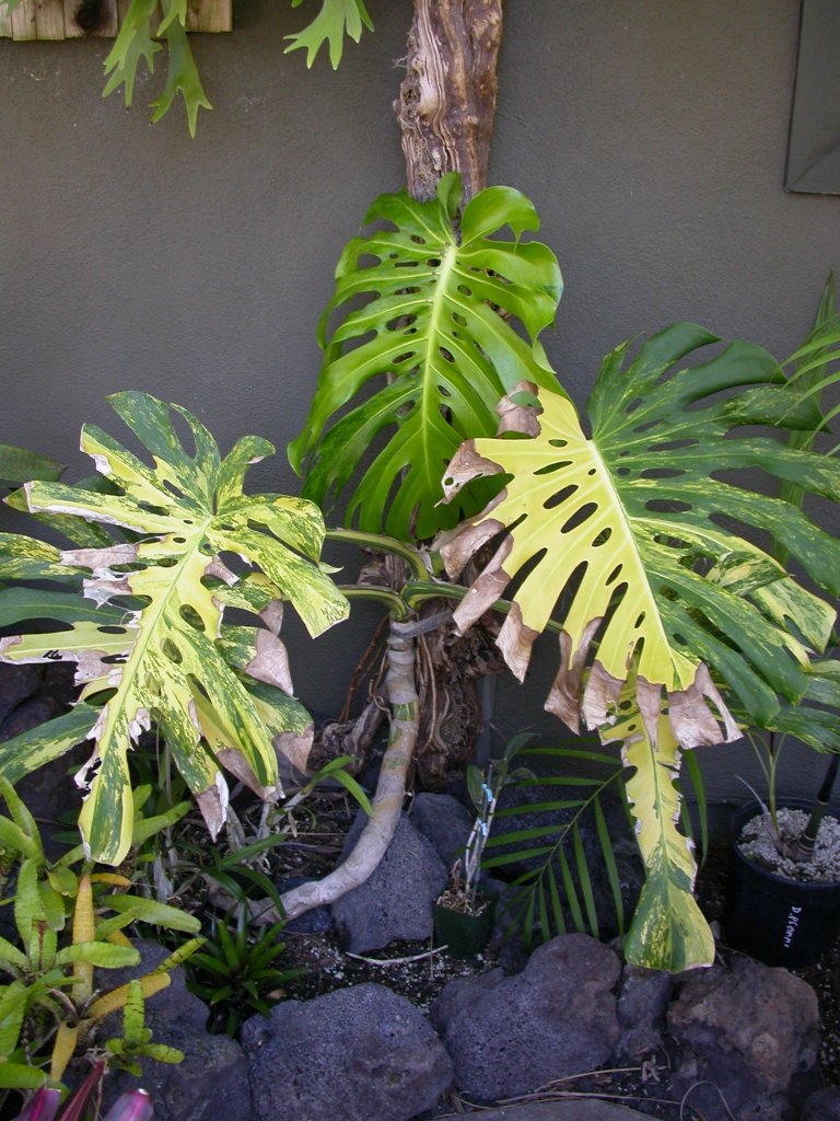 2015 tower tree 049.JPG