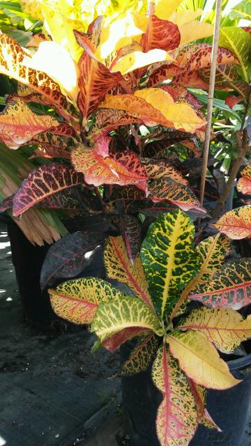 20150812_103535.jpg