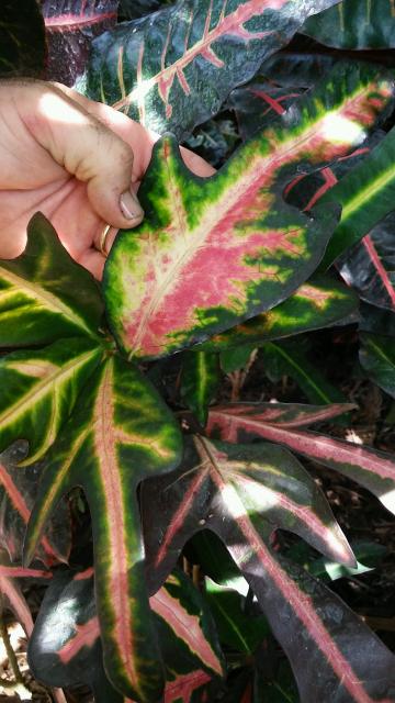 20150812_104101.jpg