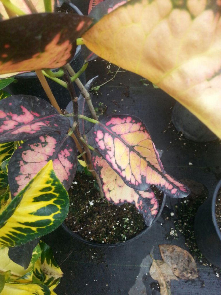 20150818_150044.jpg