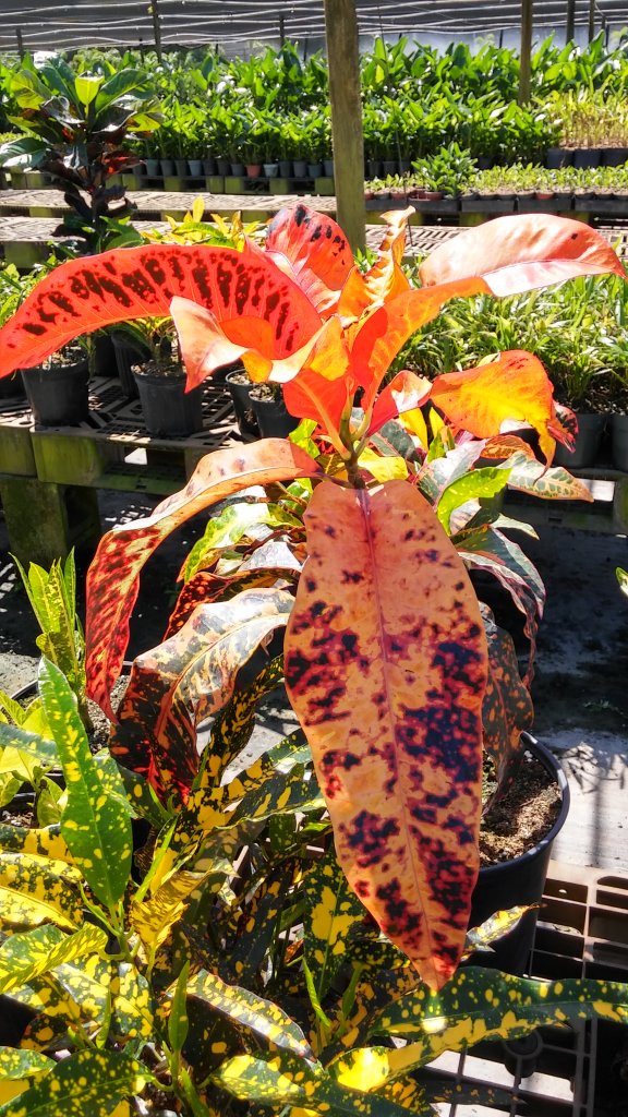 20151001_114453_HDR.jpg