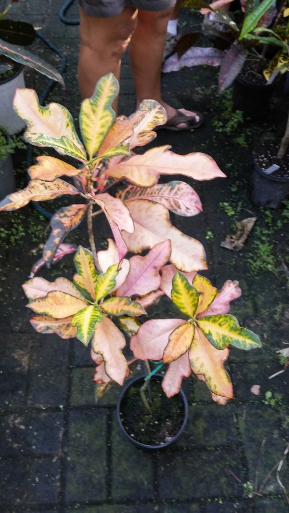20151031_165212_HDR.jpg