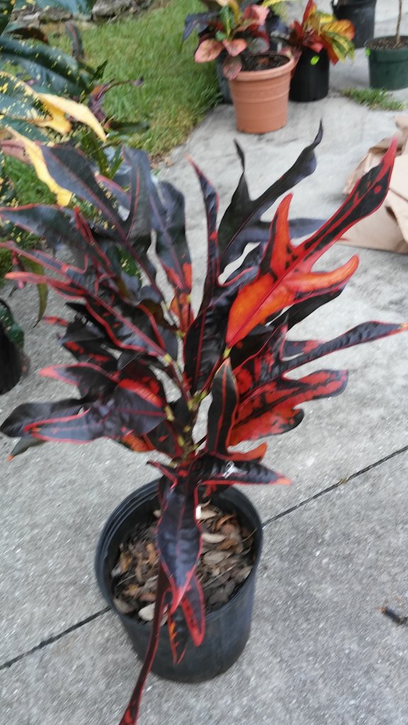 20151031_180136.jpg