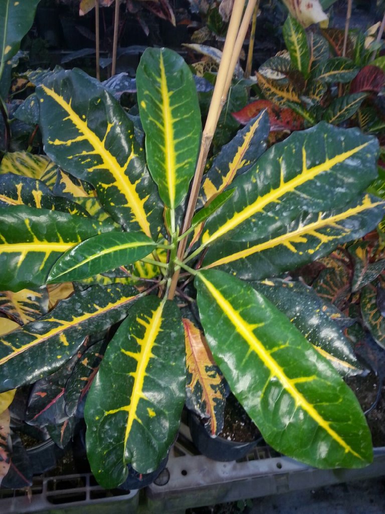20151105_172703.jpeg