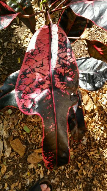 20151106_153427.jpg