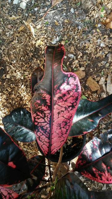 20151106_153453.jpg