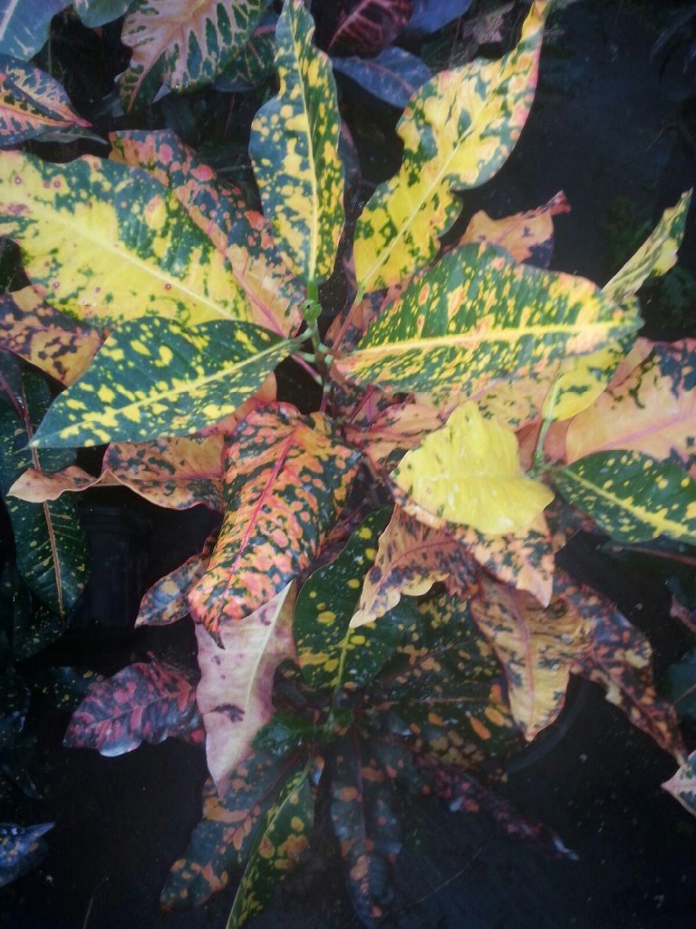 20151112_170520.jpg