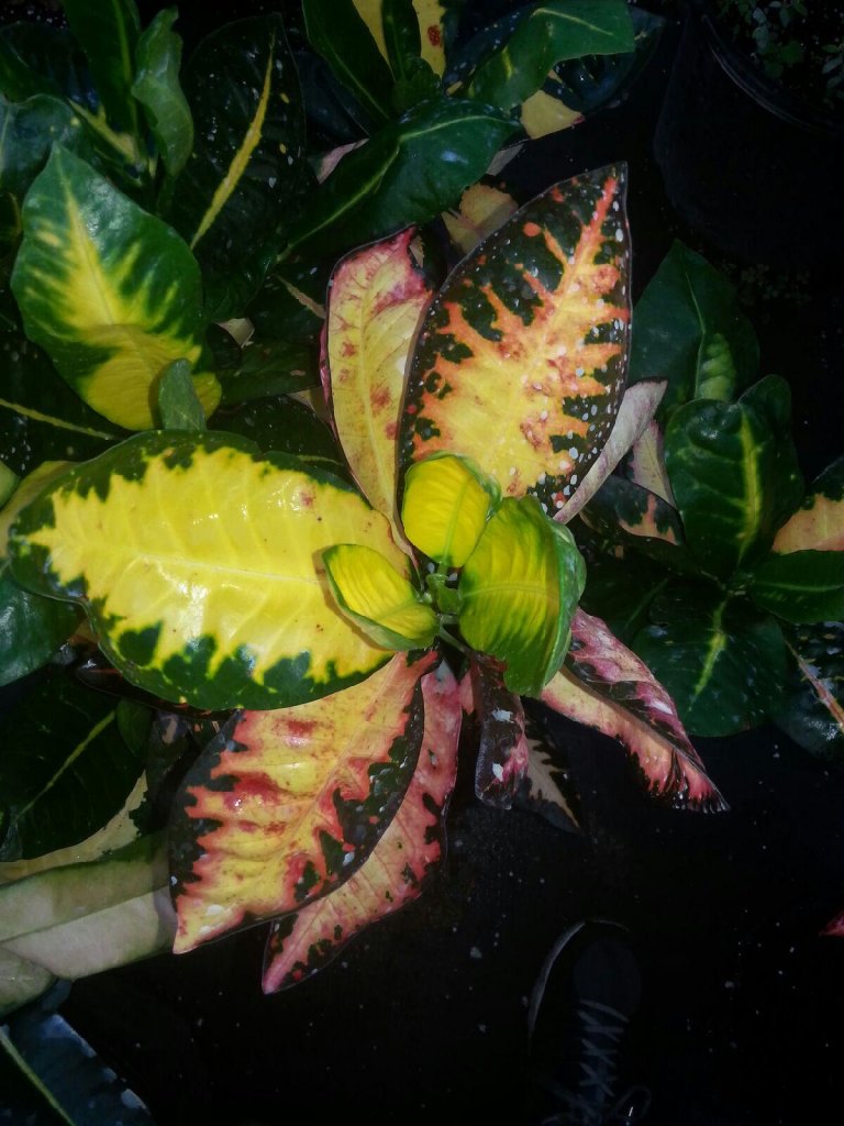 20151112_170650.jpg