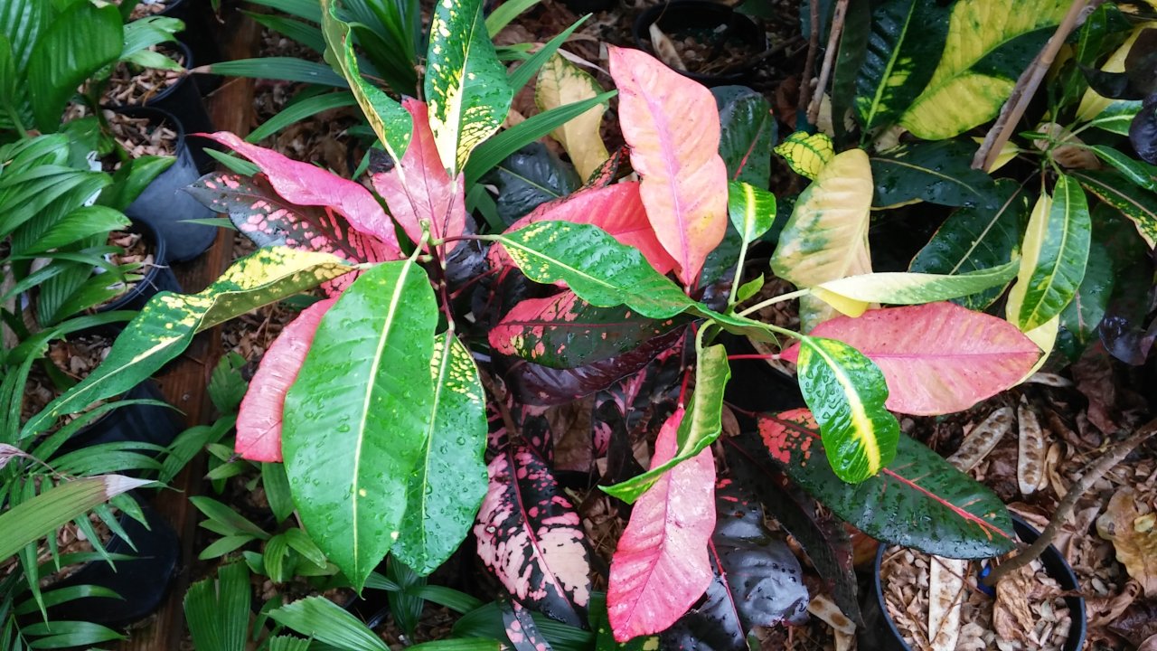 20160324_181336_HDR.jpg
