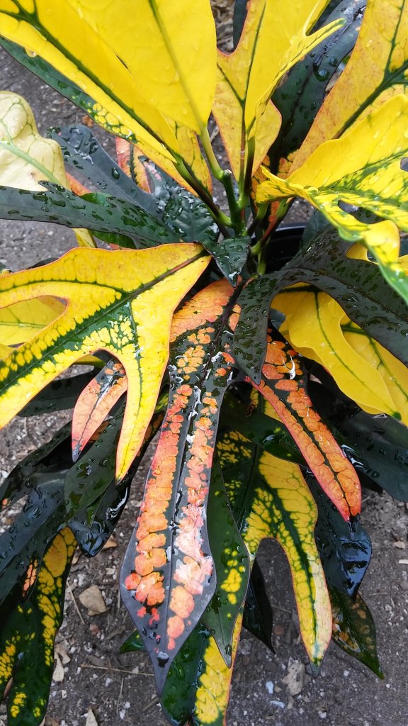 20160328_174456_HDR.jpg
