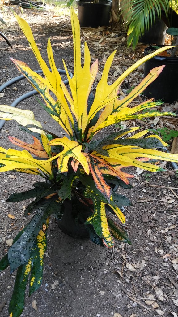 20160328_174541_HDR.jpg