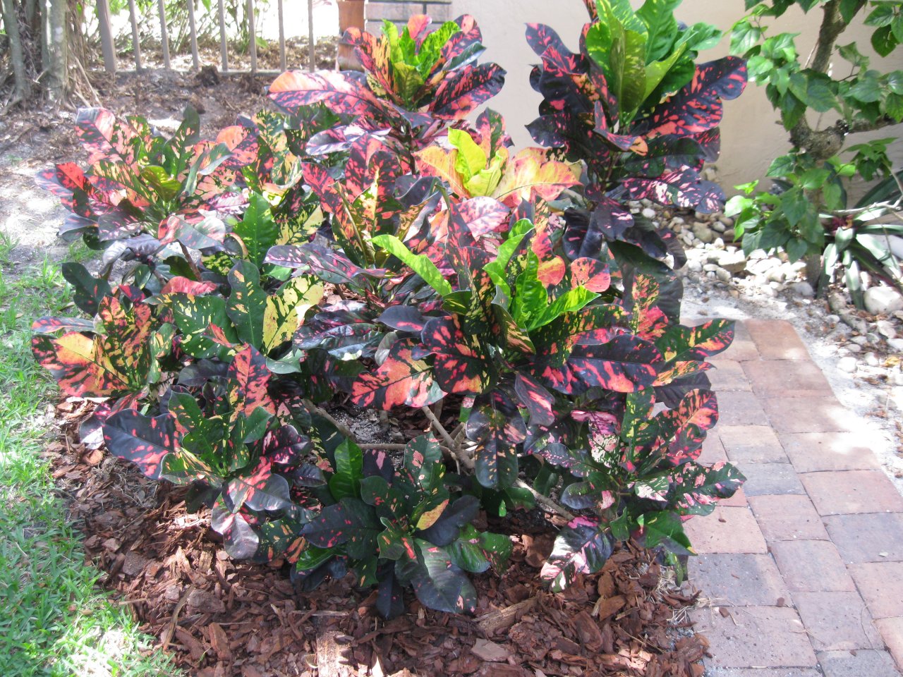 april 14 croton 001.JPG april 14 croton 001.JPG