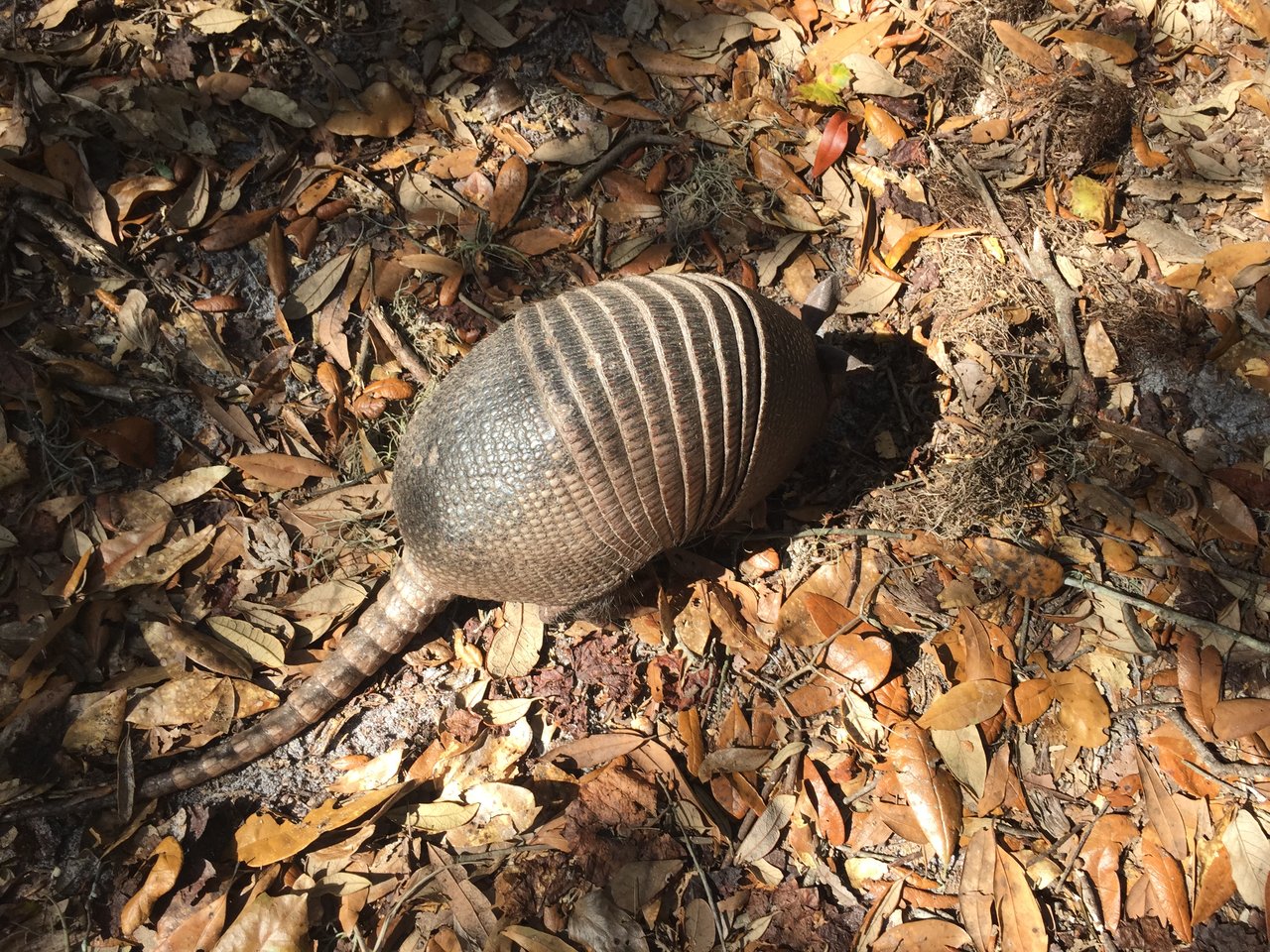 armadillo.JPG
