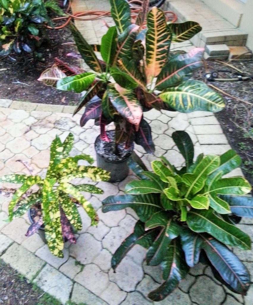 Auction plants.jpg