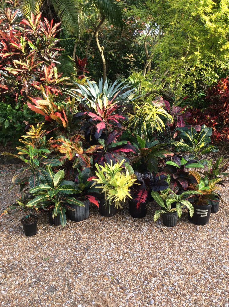 Auction Plants.JPG