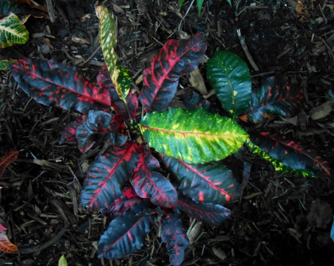 B Chili Pan X Jungle Queen.JPG