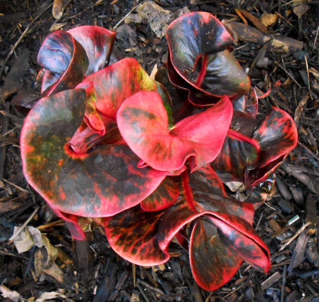 B Thai hybrid (elongated leaf).JPG