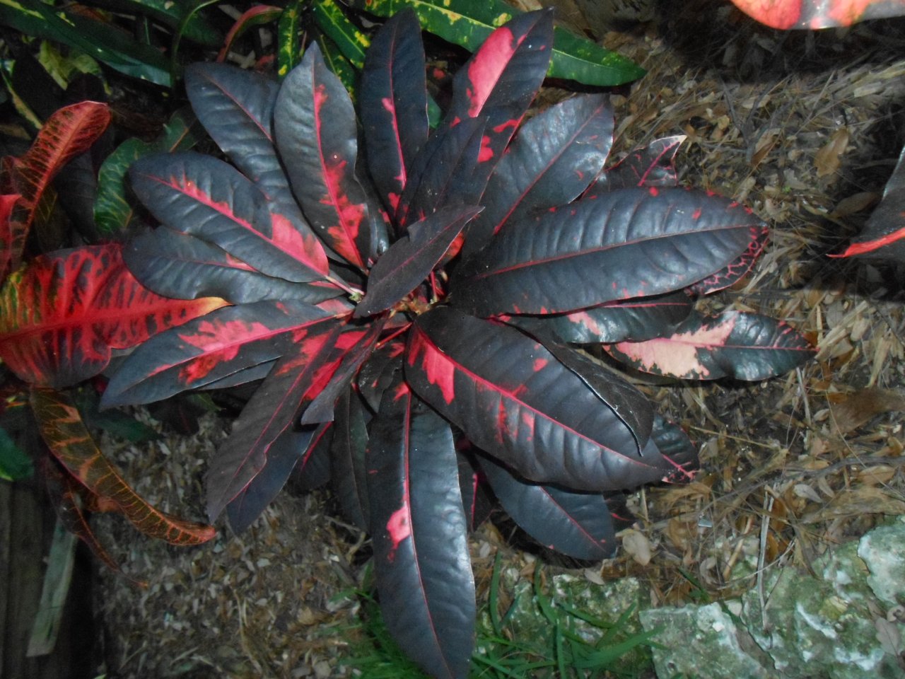 Ben Alexander 2.JPG Ben Alexander 2.JPG