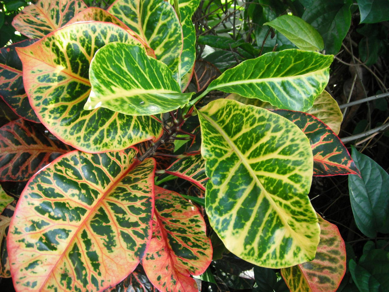 Chris - Seedling A.jpg