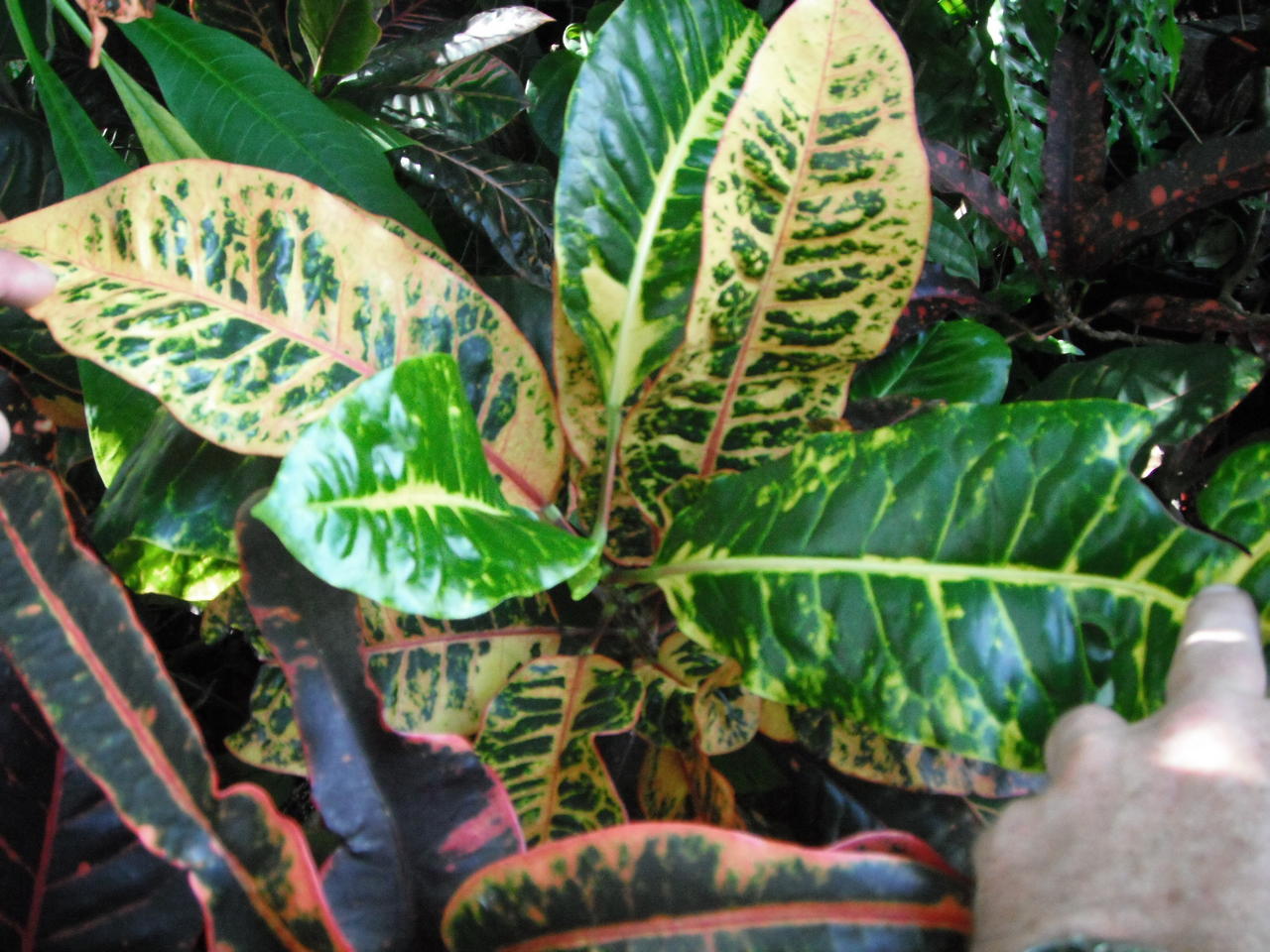 Chris - Seedling B.jpg