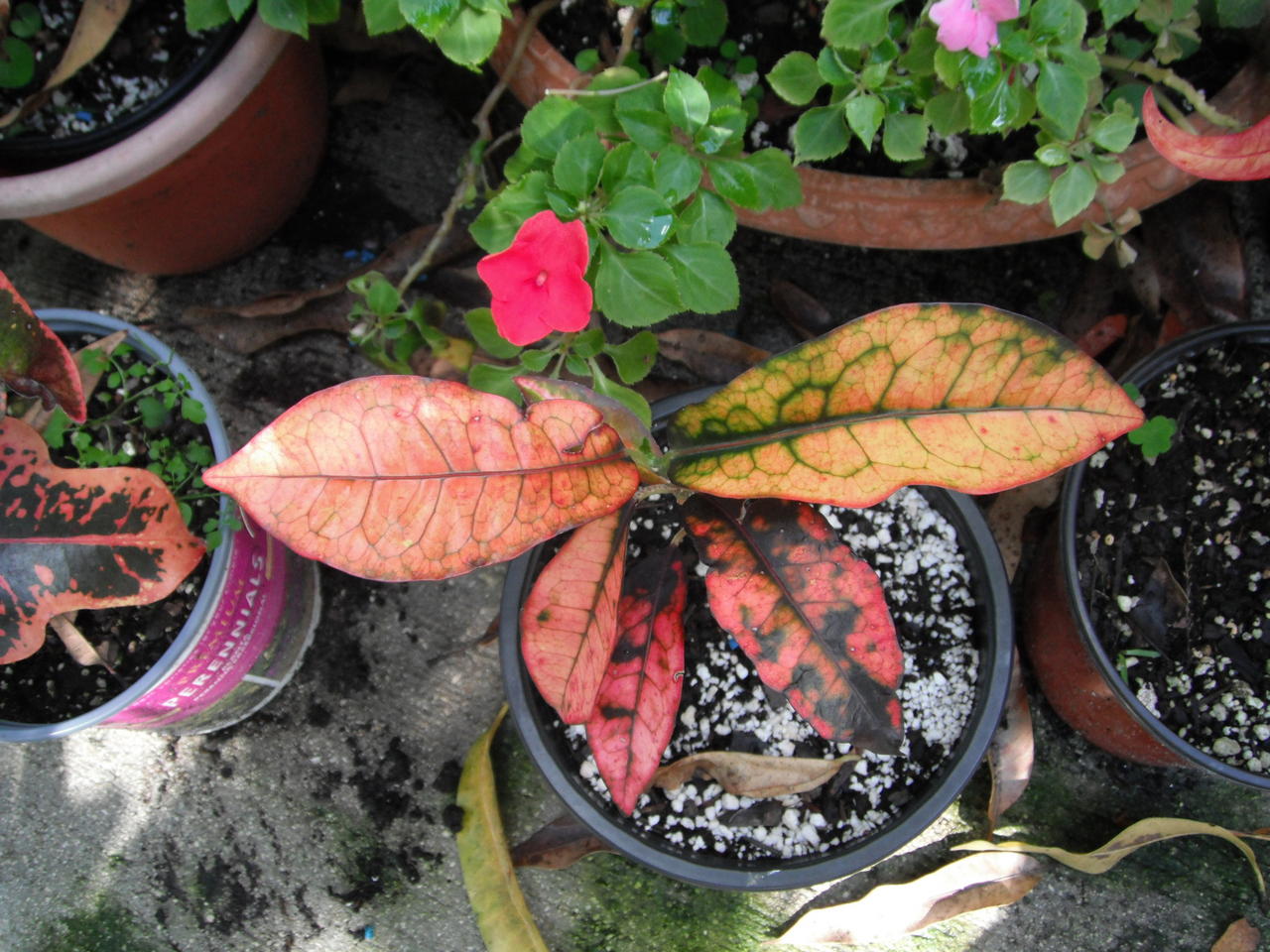 Chris - Seedling.jpg