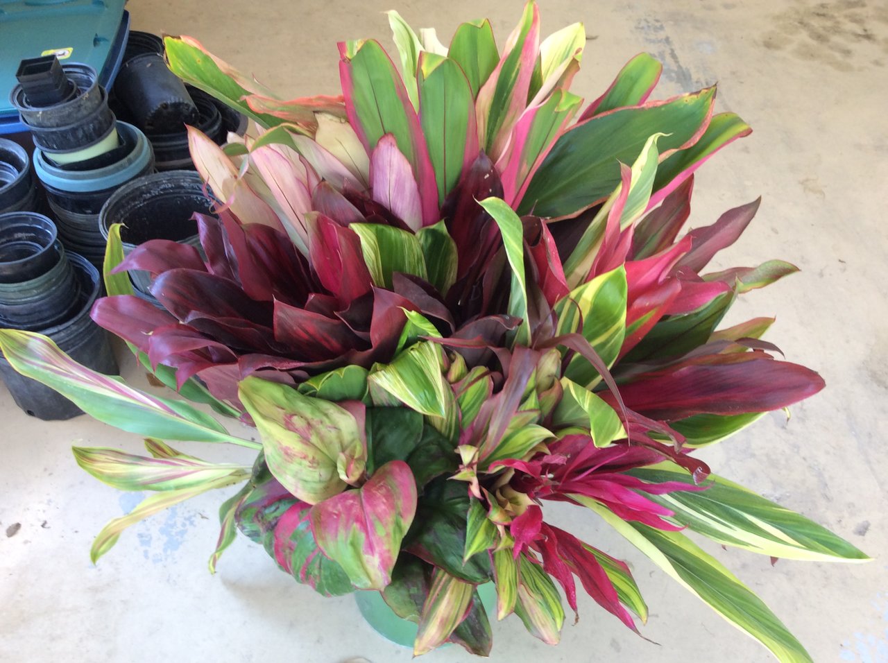 Cordylines 1C.JPG