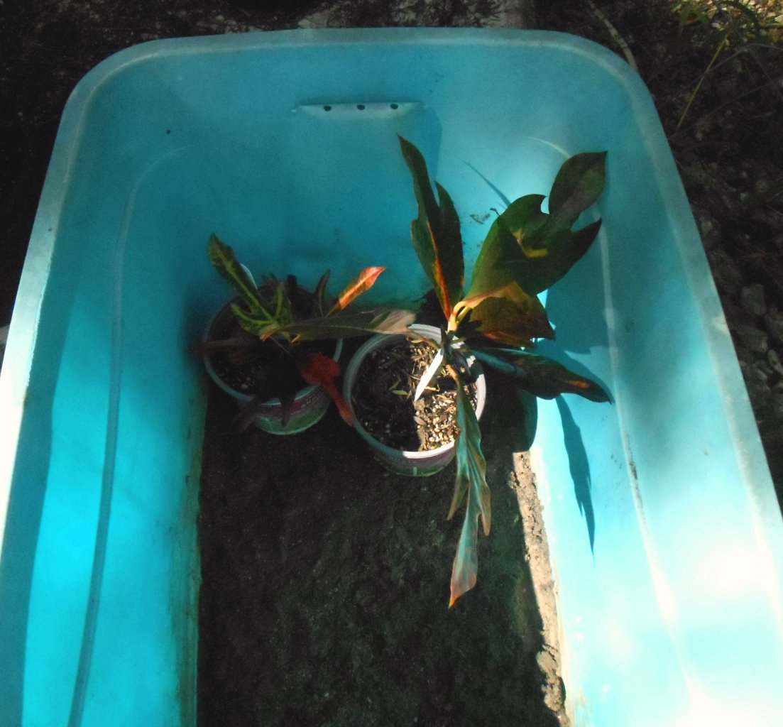 Cuttings.JPG